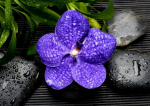 Flower of purple orchids - F-091