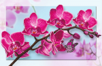 Pink branch of an orchid - F-272