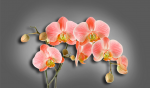 Pink orchids on a gray background - F-290a