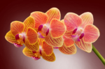 Sprig of orange orchids - F-222