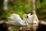 A pair of white swans in spring - F-216