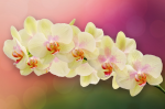 A branch of a yellow orchid on a colored background - F-215