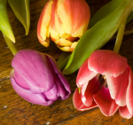 Three tulips - F-116