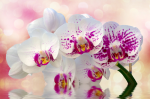 A branch of a white-pink orchid - 3 - F-212
