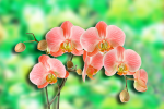 Branch of pink orchids on the field of flowers - F-289