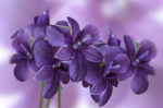 Flowers of lavender on a violet background - F-218