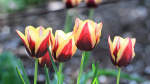 Yellow tulips with red petals - F-324