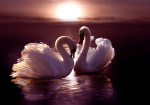 Two swans on the water - F-094