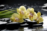 Yellow orchids on the water - F-049