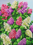 Bush of multi-colored lilacs - A-136