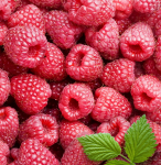 A scattering of raspberries - F-266