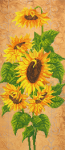 Growing golden sunflowers - A-160