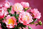 Bouquet of pink peonies - F-259
