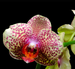 Multicolored orchid on a black background - F-103