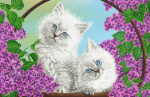 Gray kittens - FV-092