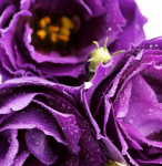 Flori violet - F-181