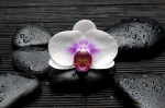White orchid and black stones - F-087
