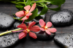 Pale red flowers and black stones - F-088