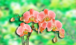 Branch of pink orchids on a green background - F-289a
