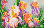 Multicolored irises - SI-578