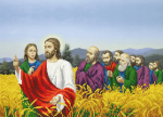 Jesus and his disciples are passing a wheat field - A-186