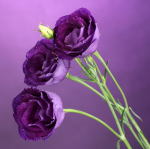 Purple roses - F-177