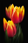 Bouquet of yellow tulips - F-100