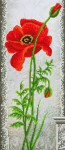 Red poppy seed with buds - E-005