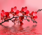 Flori de flori rosii - F-158