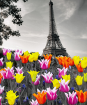Field of tulips near the Eiffel Tower - F-297