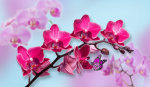 Branch of a red and pink orchid - 2 - F-272a