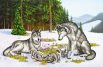 Wolf family in the clearing in winter - SI-719a