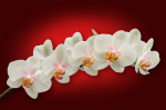 O ramură a unei orhidee albe - F-221