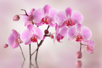 Pink orchids on a pink background - F-250