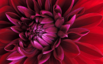 Floarea roșu-purpurie - F-323