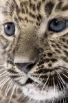 Cub leopard persan - F-121