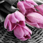 Pink tulips on a basket in gray tones - F-232
