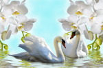 A pair of white swans and white orchids - F-229