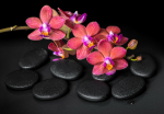 Pink orchid on stones - F-255