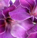 Purple orchid closeup - F-179