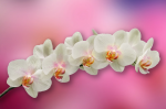 Branch of a white orchid on a pink background - F-230