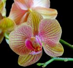 Yellow orchid on a black background - F-101