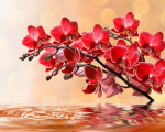 Red orchids on a pink background - F-288
