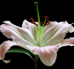 Lily on a black background - F-105