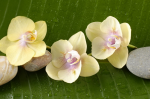 orhidee galben - F-086