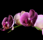 Purple orchid on a black background - F-102