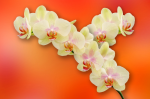 Branch of a yellow orchid on an orange background - F-224