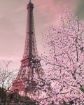 Blossoming tree near the eiffel tower - F-294