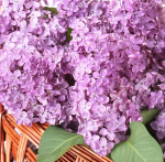 Basket with lilacs - F-178