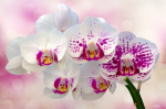 Sprig of white and pink orchids - 2 - F-211